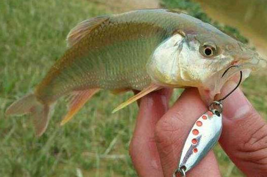釣馬口魚用什么餌料？釣馬口魚用什么打窩？