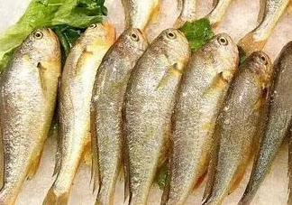 小黃魚可以養(yǎng)殖嗎？小黃魚能人工養(yǎng)殖嗎？