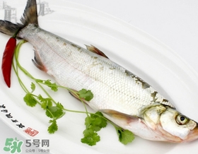 白條魚能長多大？白條魚可以長多大？