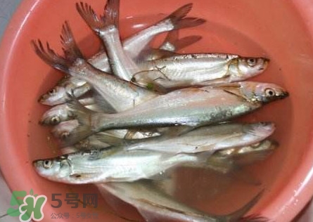 翹殼是什么魚？翹殼魚多少錢一斤2017？