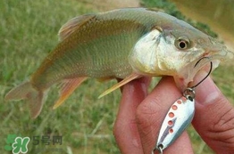 馬口魚怎么吃？馬口魚怎么做好吃？