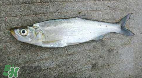 釣翹嘴魚用什么餌料好？翹嘴魚什么時候好釣