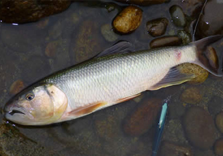 馬口魚多少錢一斤2017？野生馬口魚多少錢一斤？