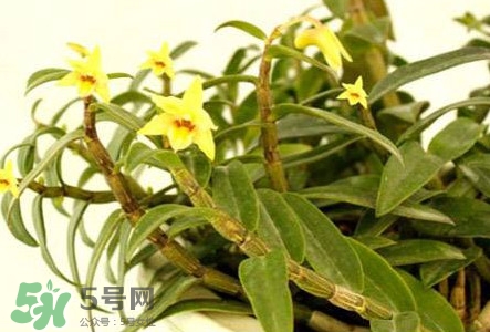 鐵皮石斛花多少錢一斤2017？石斛花多少錢一斤