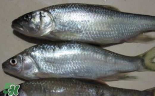 馬口魚(yú)喜歡吃什么？馬口魚(yú)一般生長(zhǎng)在什么地方