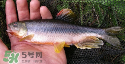 馬口魚(yú)能長(zhǎng)多大？馬口魚(yú)最大能長(zhǎng)多長(zhǎng)？