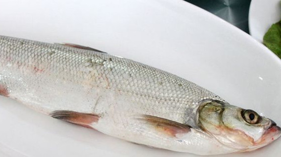 翹嘴魚是白條嗎？翹嘴魚和白條的區(qū)別