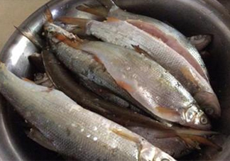 孕婦可以吃白條魚(yú)嗎？白條魚(yú)孕婦能吃嗎？