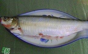 翹嘴魚怎么做好吃？翹嘴魚的做法