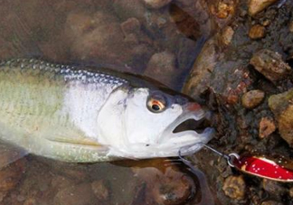 釣馬口魚用什么餌料？釣馬口魚用什么打窩？