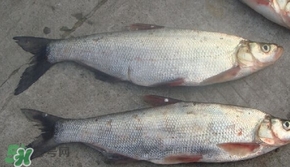 翹嘴魚是什么魚？翹嘴魚是淡水魚嗎