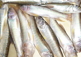 馬口魚怎么吃？馬口魚怎么做好吃？