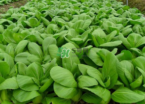 7月份種什么蔬菜？七月份適合種植哪些蔬菜？