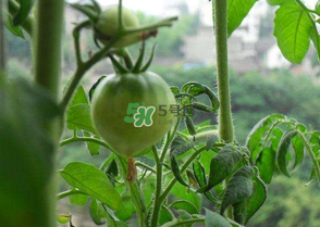 7月份種什么蔬菜？七月份適合種植哪些蔬菜？