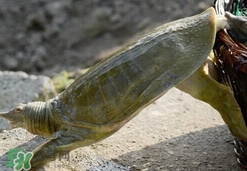 野生甲魚怎么養(yǎng)？野生甲魚如何養(yǎng)
