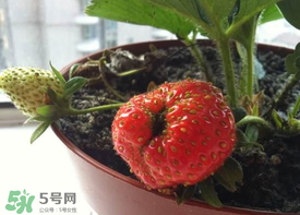 6月份可以種草莓嗎？草莓6月份可以種植嗎？
