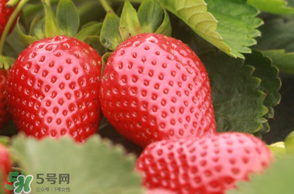 6月份可以種草莓嗎？草莓6月份可以種植嗎？