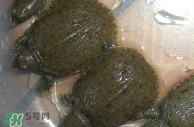 野生甲魚苗多少錢一只2017？野生甲魚苗價(jià)格