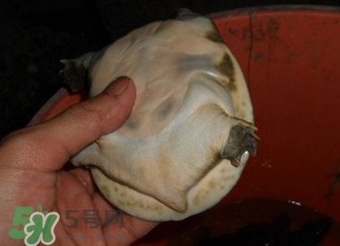 如何區(qū)分野生甲魚(yú)？野生甲魚(yú)辨識(shí)圖片