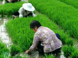 芒種種什么？芒種種什么疏菜？