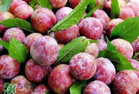 芒種吃什么水果？芒種吃什么水果好？