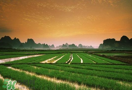 2017年芒種會下雨嗎？2017年芒種雨好嗎？