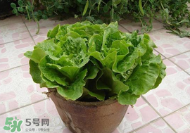 六月份可以種生菜嗎？夏天可以種生菜嗎？