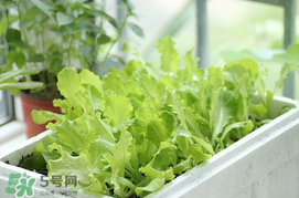 六月份可以種生菜嗎？夏天可以種生菜嗎？