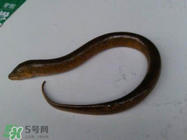 黃鱔可以帶上火車嗎？黃鱔能過(guò)安檢嗎？