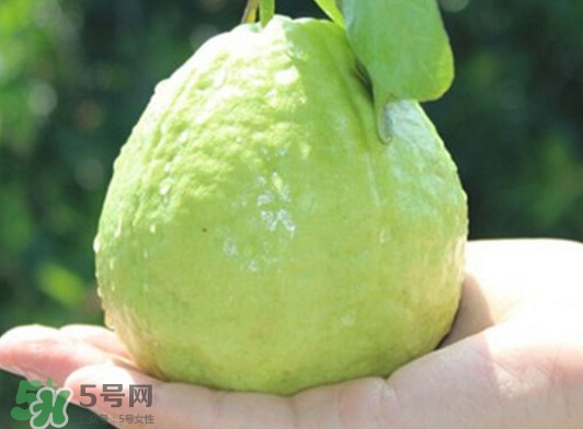 番石榴什么時候吃最好？番石榴什么季節(jié)吃最好