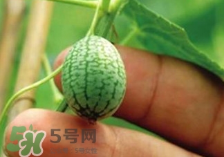迷你拇指西瓜怎么種？迷你西瓜種植方法
