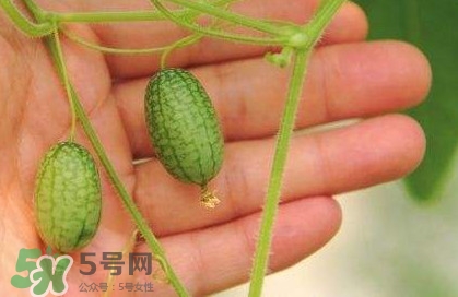 迷你西瓜種子哪兒有賣？迷你西瓜種子哪里可以買