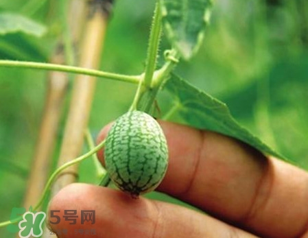 迷你西瓜是轉(zhuǎn)基因水果嗎？迷你西瓜是不是轉(zhuǎn)基因？