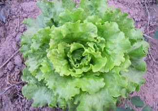 六月份可以種生菜嗎？夏天可以種生菜嗎？