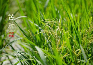 2017年芒種會下雨嗎？2017年芒種雨好嗎？