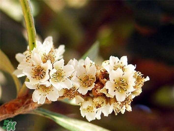 枇杷花怎么煲湯？枇杷花煲湯搭配什么最佳？