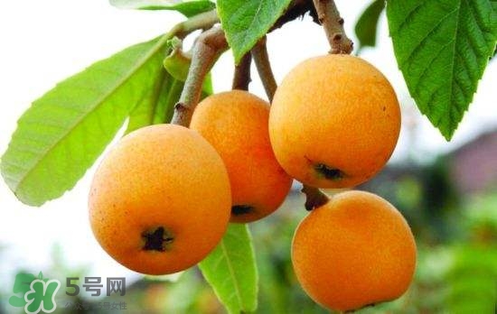 孕婦能吃枇杷嗎？孕婦吃枇杷對(duì)胎兒好嗎？