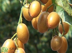 雞心黃皮幾年才掛果？雞心黃皮如何種植管理