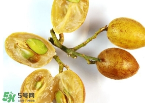 雞心黃皮核可以種植嗎？雞心黃皮核能栽培嗎