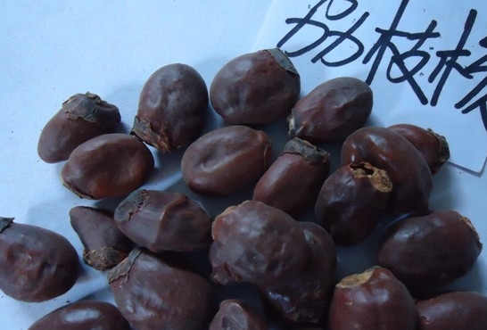 荔枝核有毒嗎？荔枝核能吃嗎