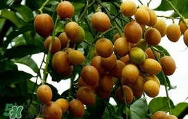 黃皮果怎么扦插？黃皮果種植技術(shù)