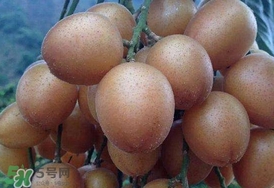 黃皮果怎么保存？黃皮果如何保存