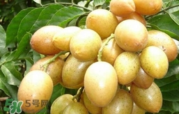 黃皮果怎么扦插？黃皮果種植技術(shù)