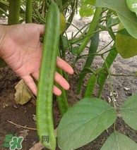 刀豆什么時候播種？刀豆幾月份播種