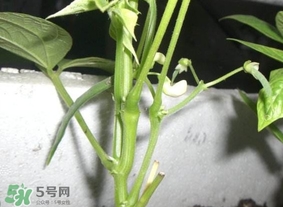 刀豆什么時候播種？刀豆幾月份播種
