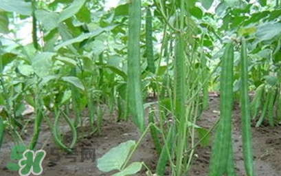 刀豆什么時候播種？刀豆幾月份播種