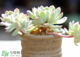 六月份可以買多肉嗎？六月可以種多肉嗎？