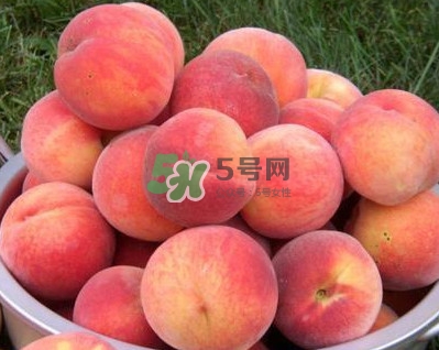 紅不軟桃?guī)自路莩墒?？紅不軟桃什么時候成熟