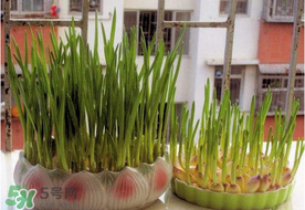 六月份可以種蒜嗎？大蒜一年可以種幾次？