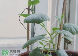 六月份可以種葫蘆嗎？葫蘆幾月份種？